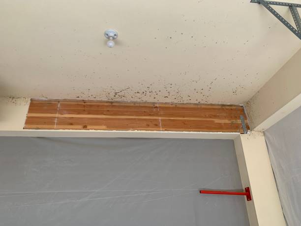 Asbestos and Lead Testing During Mold Inspection in Freedom, PA